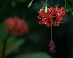 Tapeta Nature Flowers 223.jpg